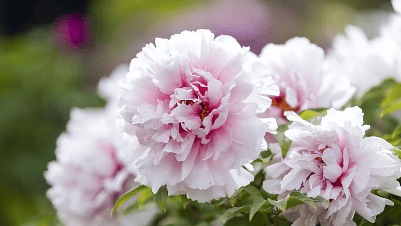 牡丹綻妍 譜寫新篇——中集攪拌邀您游洛陽，賞牡丹，品樣車，觀產(chǎn)線